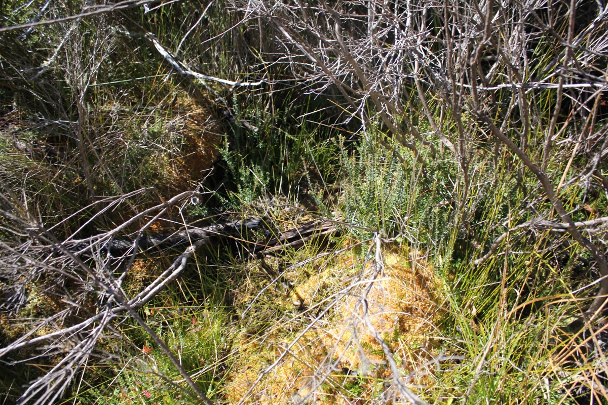 Row Image