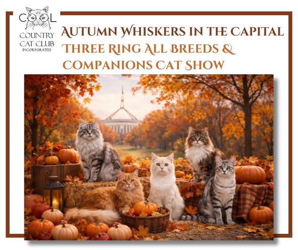 Cool Country Cat Club Kitten and Cat Show image