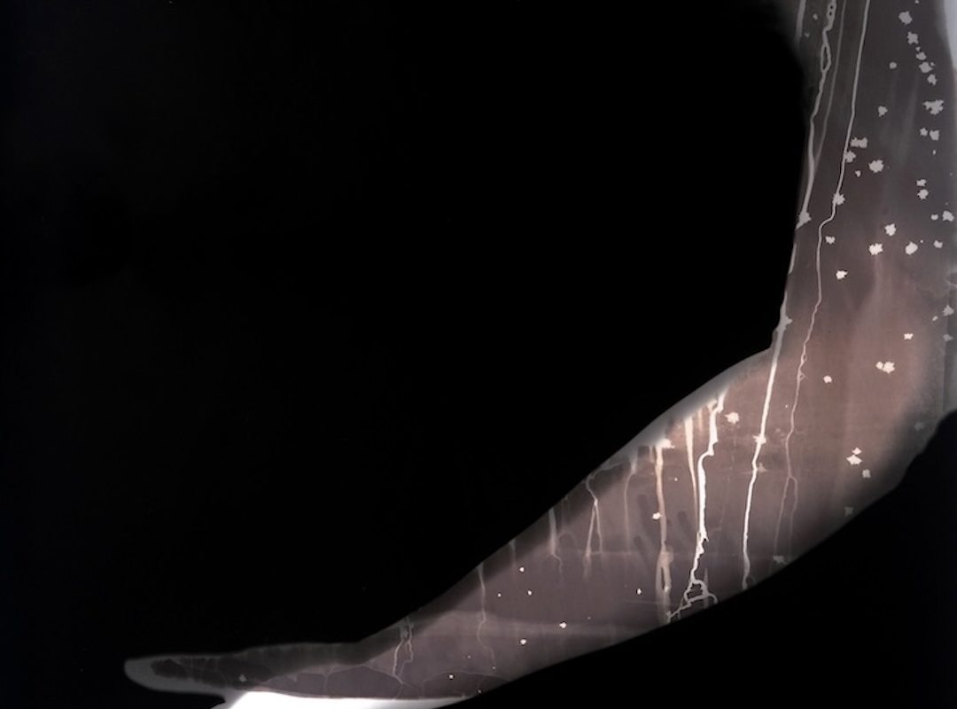 Experimental Photograms Workshop image