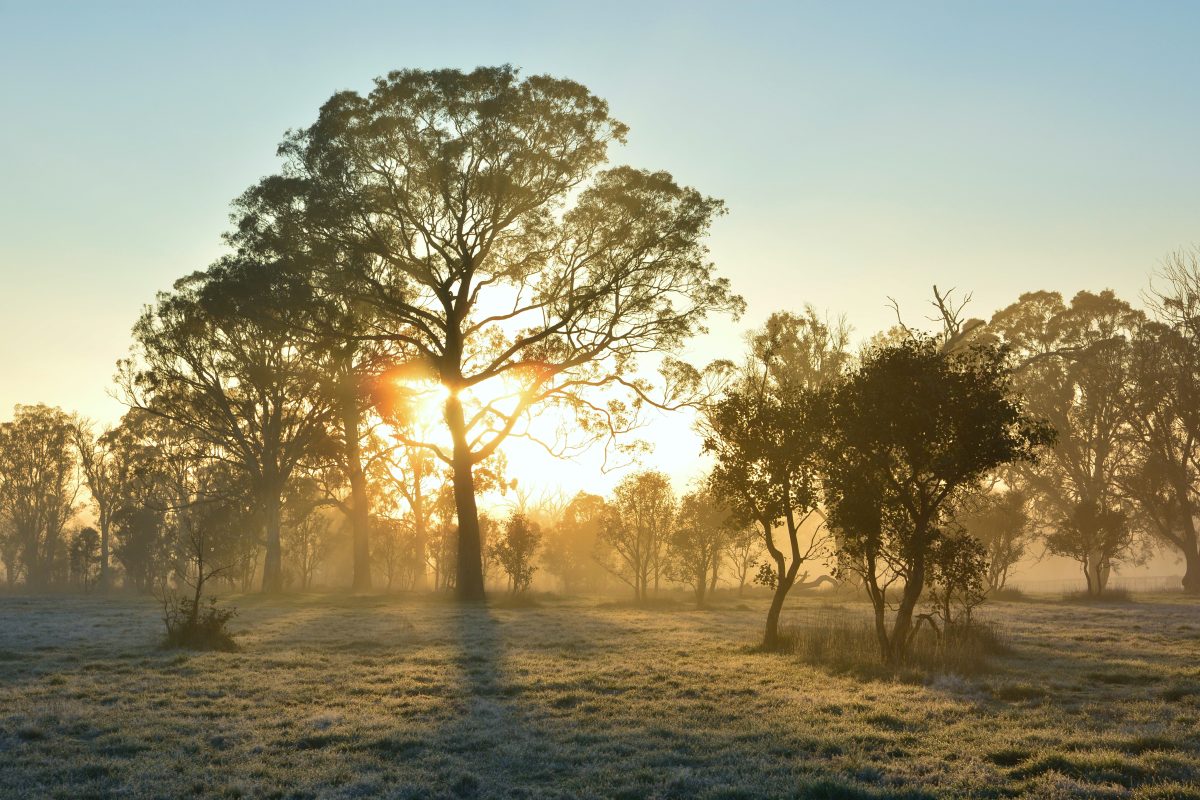 Mount Majura Nature reserve Community Planting Day image