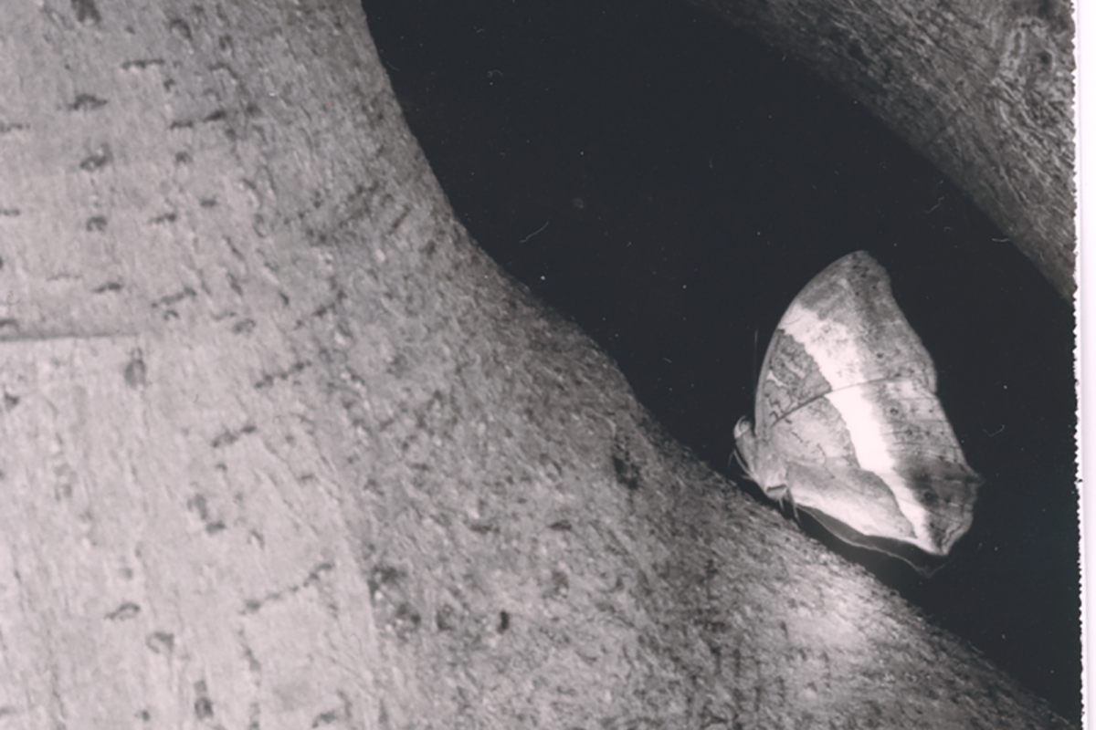 VIEW2026 Exhibition: Cass Li, Dylan Marriott, Elesa Stellios, Toni Tait, XinShuo Zhuo image