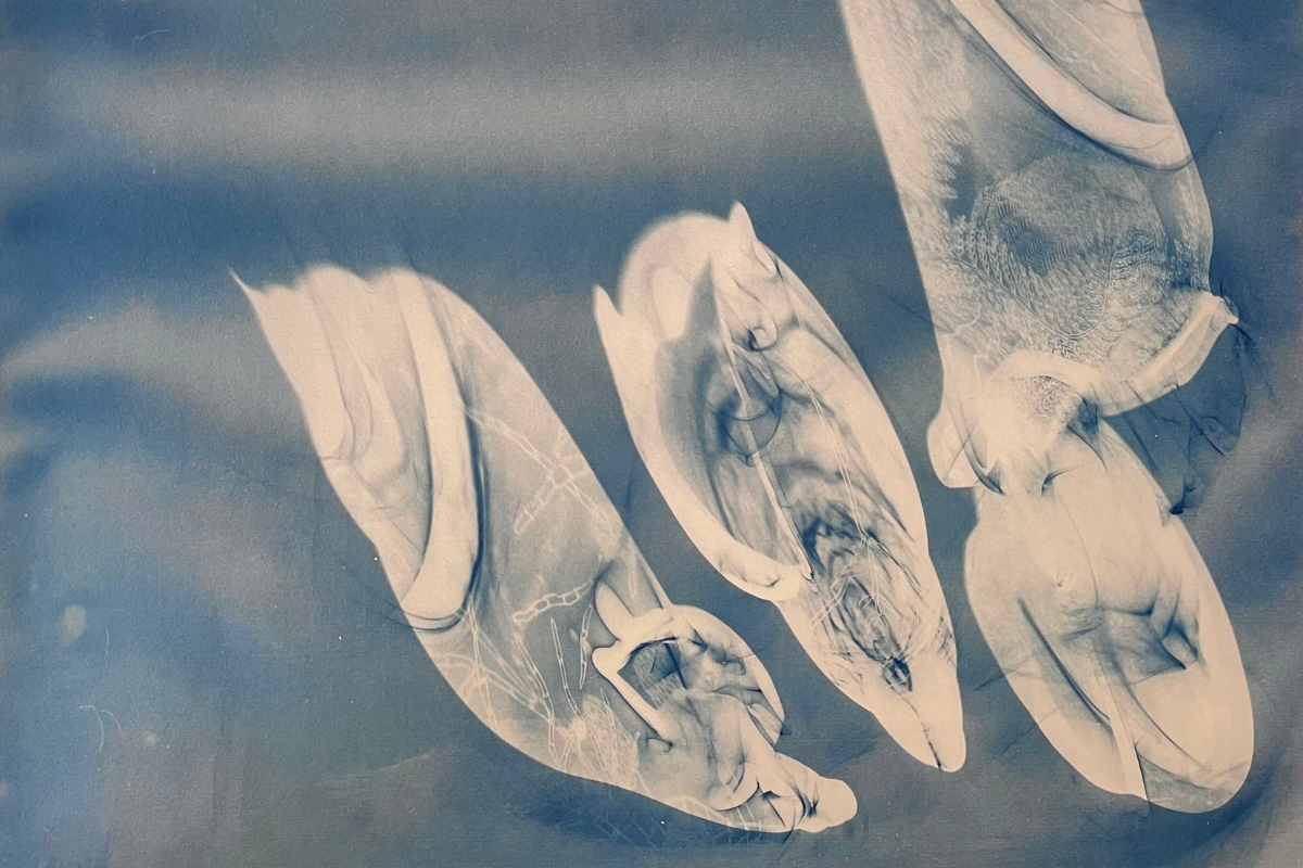 ‘Distant blues, from a little closer’ by Olivia Gates image
