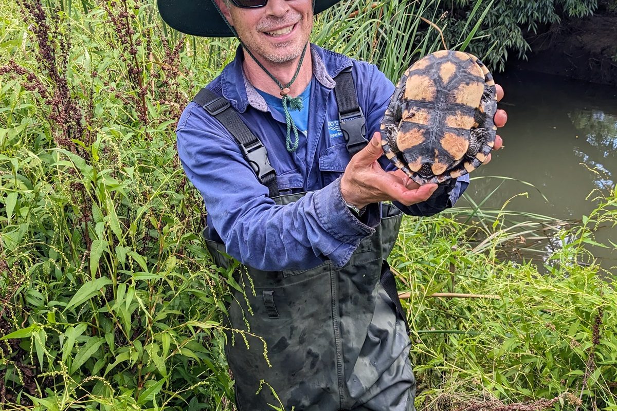 Turtles, monitoring, and citizen science. A talk by Bruno de Oliveira Ferronato image