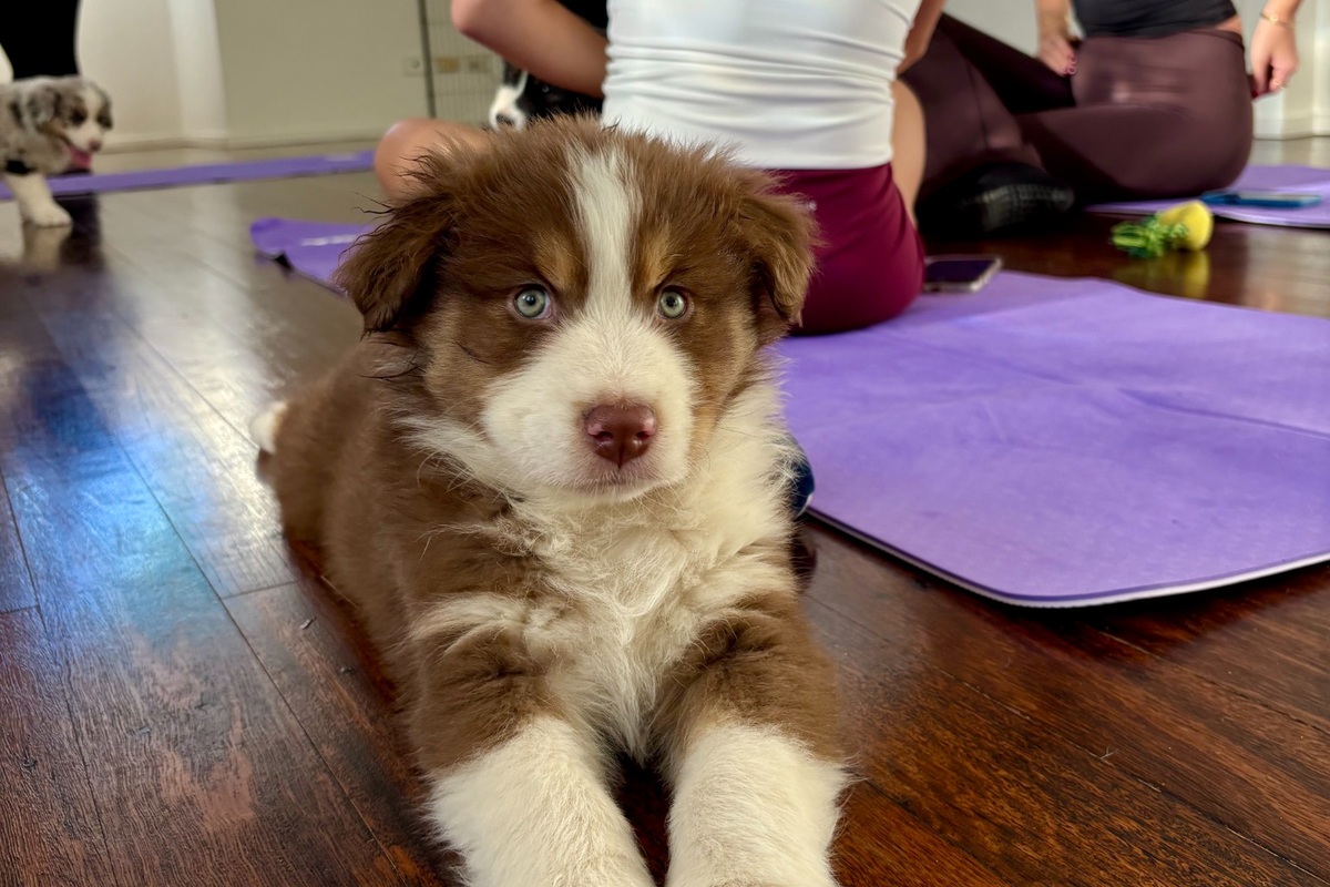 Puppy Yoga in Canberra | Yoga Paws image