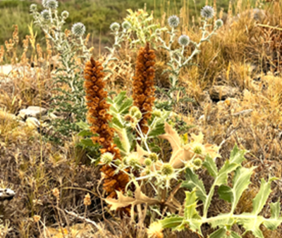 Nature in the south of France. A talk by Rainer Rehwinkel image